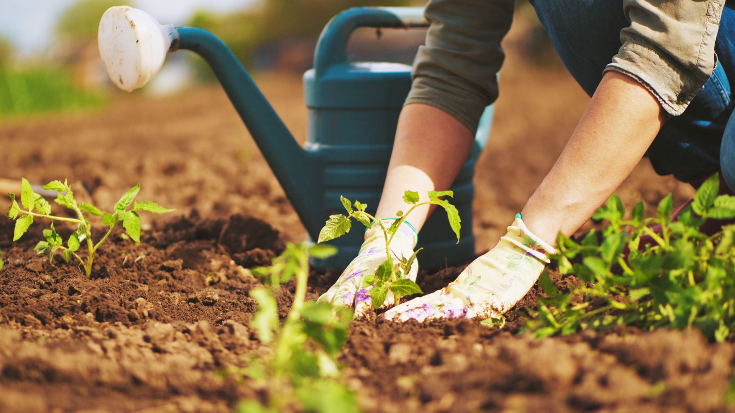 Blossom Your Garden with Our Nursery Plants